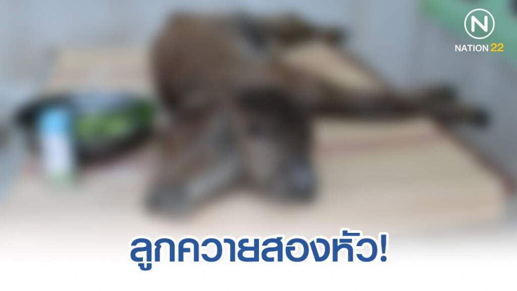 แห่ดูลูกควายคลอดใหม่มีสองหัว!