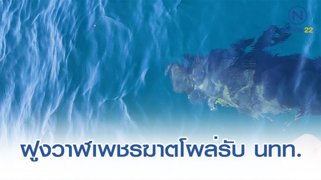 ฝูงวาฬเพชรฆาตดำกว่า 20 ตัว โผล่ต้อนรับนักท่องเที่ยว ฝูงวาฬเพชรฆาตดำกว่า 20 ตัว โผล่ต้อนรับนักท่องเที่ยว
