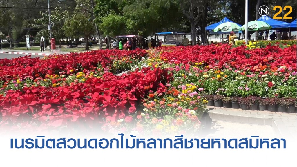 เนรมิตสวนดอกไม้หลากสีชายหาดสมิหลารับนักท่องเที่ยวปีใหม่