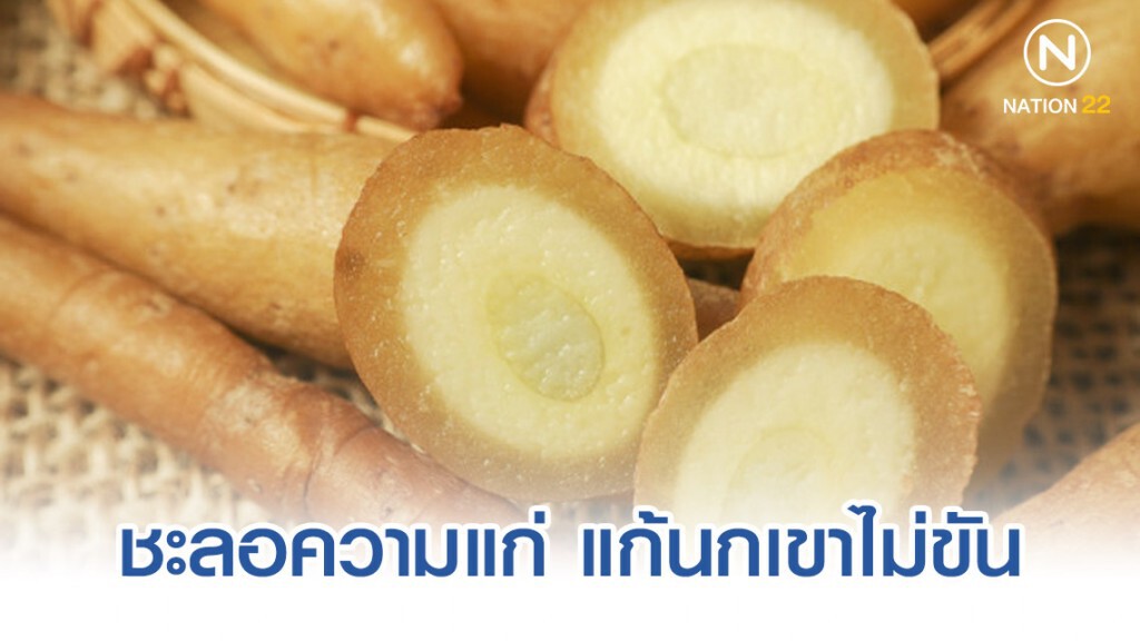 กระชาย : ชะลอความแก่ แก้นกเขาไม่ขัน