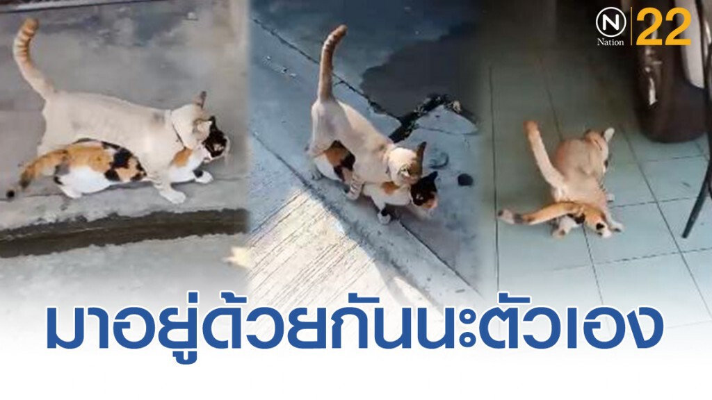 เปิดภาพความน่ารัก "น้องเเมวสุดหล่อ" คาบลูกสะใภ้มาไหว้พ่อแม่ถึงที่บ้าน เปิดภาพความน่ารัก "น้องเเมวสุดหล่อ" คาบลูกสะใภ้มาไหว้พ่อแม่ถึงที่บ้าน