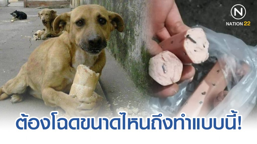 โซเชียลวิจารณ์ยับ คนใจโฉดเอาตะปูให้หมากิน! โซเชียลวิจารณ์ยับ คนใจโฉดเอาตะปูให้หมากิน!
