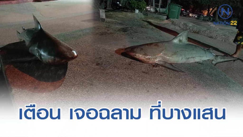 โซเชียลเตือนภัย ชาวบ้านตกฉลาม ตัวใหญ่กว่าขา ได้ที่แหลมแท่น บางแสน