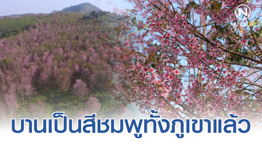 นักท่องเที่ยวแห่ไปชมดอกซากุระเมืองไทยที่ภูลมโล ในช่วงวันหยุดเทศกาลปีใหม่