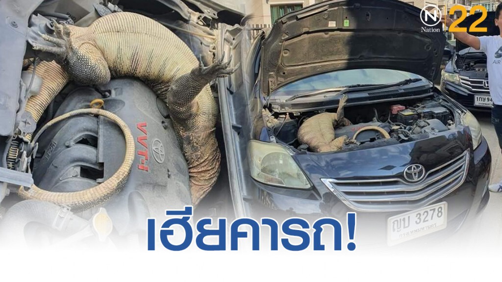 เฮียคารถ! ตัวเงินตัวทองยักษ์ติดอยู่ในกระโปรงรถ คนเเห่ตีเลขเด็ด เฮียคารถ! ตัวเงินตัวทองยักษ์ติดอยู่ในกระโปรงรถ คนเเห่ตีเลขเด็ด