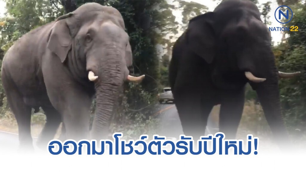 พี่ด้วน ช้างป่าแห่งเขาใหญ่ ออกมาโชว์ตัวรับปีใหม่! พี่ด้วน ช้างป่าแห่งเขาใหญ่ ออกมาโชว์ตัวรับปีใหม่!