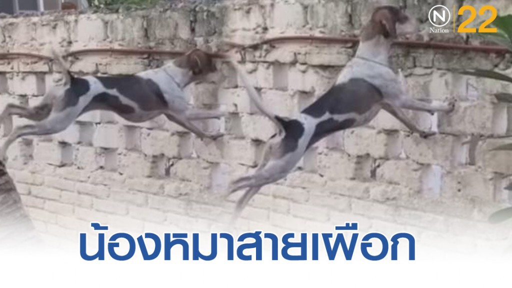 เปิดภาพ "เจ้าตูบสายเผือก" ปีนต้นไม้ท่าพิสดาร ดูคนทะเลาะกัน! เปิดภาพ "เจ้าตูบสายเผือก" ปีนต้นไม้ท่าพิสดาร ดูคนทะเลาะกัน!