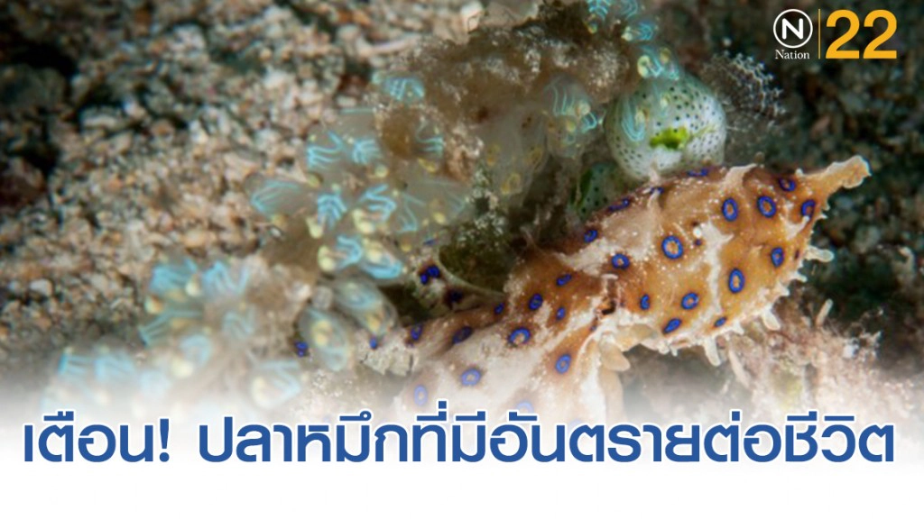 "กรมประมง" เตือนระวังหมึกสายวงน้ำเงิน​ หมึกทะเลพิษร้ายแรงถึงชีวิต