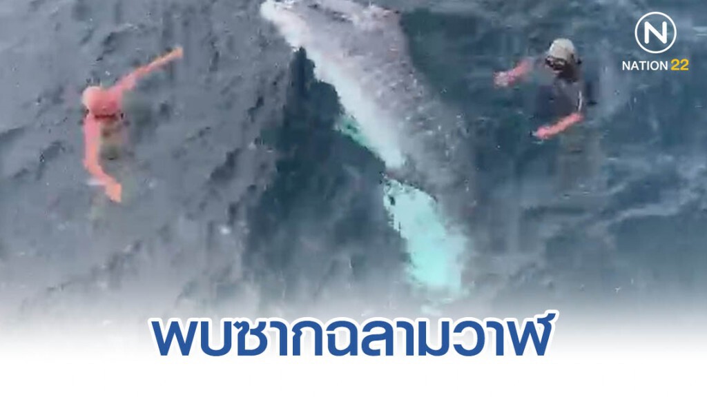 พบซากฉลามวาฬลอยกลางทะเล จ.ภูเก็ต พบซากฉลามวาฬลอยกลางทะเล จ.ภูเก็ต
