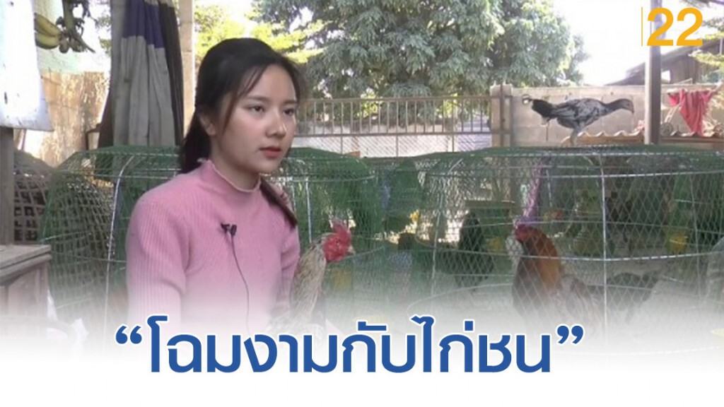 น้องมด "นางฟ้าไก่ชน" ภาคเหนือ