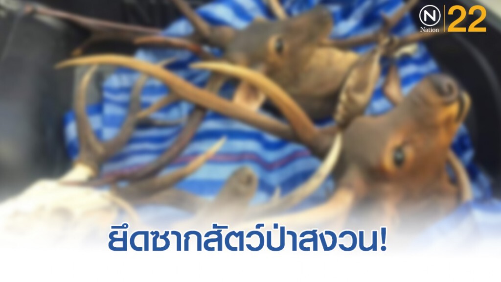 ยึดซากสัตว์ป่า​​ มูลค่า​ 2.5​ แสนบาท​ ที่​ อ.สามพราน​ นครปฐม​