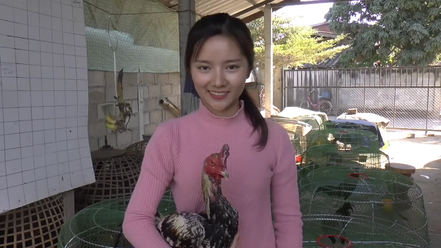น้องมด "นางฟ้าไก่ชน" ภาคเหนือ