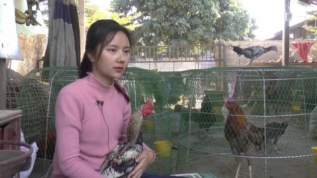 น้องมด "นางฟ้าไก่ชน" ภาคเหนือ