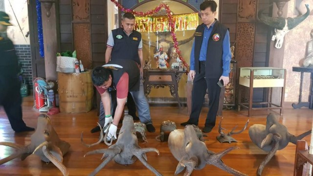ยึดซากสัตว์ป่า​​ มูลค่า​ 2.5​ แสนบาท​ ที่​ อ.สามพราน​ นครปฐม​