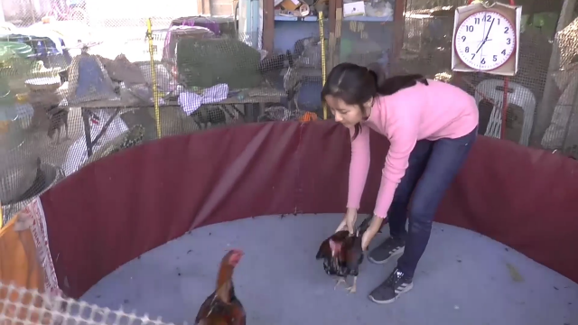 น้องมด "นางฟ้าไก่ชน" ภาคเหนือ