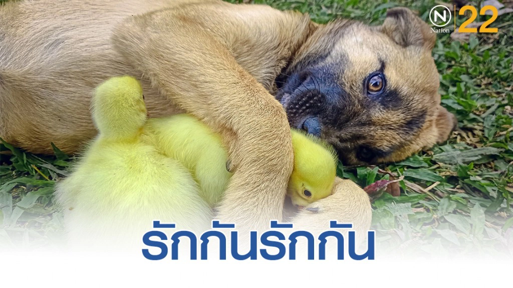 ความรักต่างสายพันธุ์ น้องหมา"แสนดี" กับ 2 ลูกห่านตัวจ้อย