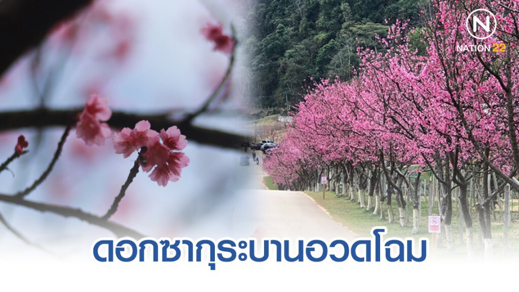ชมซากุระ สถานีเกษตรหลวงอ่างขาง! ชมซากุระ สถานีเกษตรหลวงอ่างขาง!