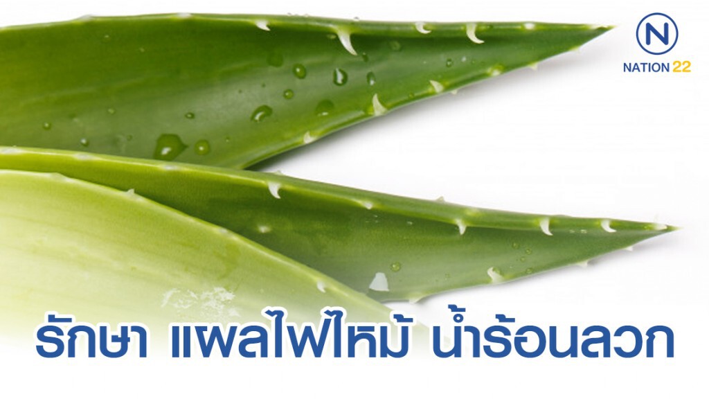 ว่านหางจระเข้ รักษา แผลไฟไหม้ น้ำร้อนลวก