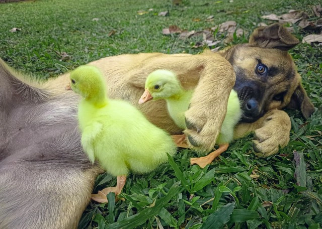 ความรักต่างสายพันธุ์ น้องหมา"แสนดี" กับ 2 ลูกห่านตัวจ้อย