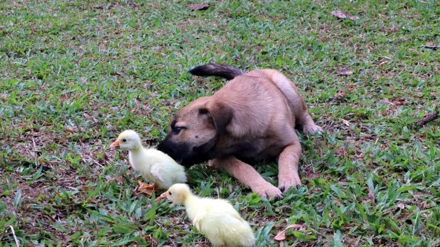 ความรักต่างสายพันธุ์ น้องหมา"แสนดี" กับ 2 ลูกห่านตัวจ้อย