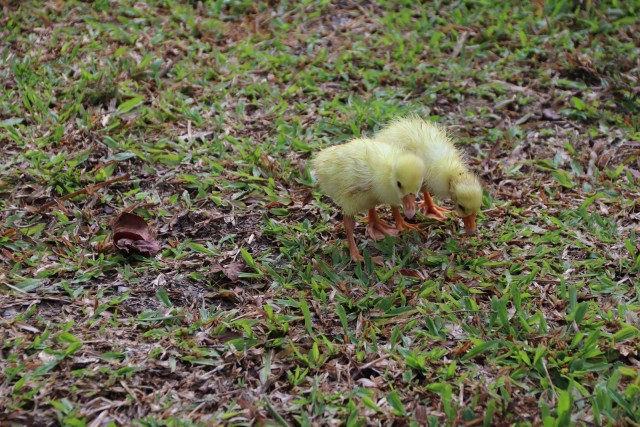 ความรักต่างสายพันธุ์ น้องหมา"แสนดี" กับ 2 ลูกห่านตัวจ้อย