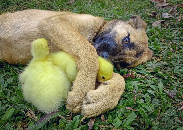 ความรักต่างสายพันธุ์ น้องหมา"แสนดี" กับ 2 ลูกห่านตัวจ้อย