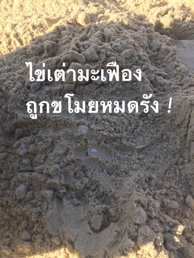 "ดร.ธรณ์" โพสต์เดือด ไข่เต่ามะเฟืองถูกขโมย