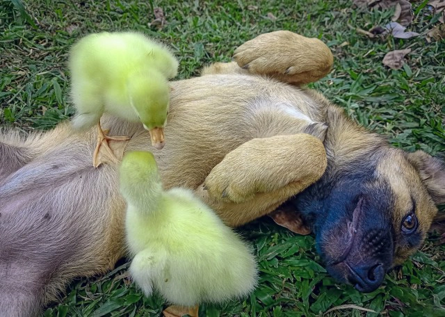 ความรักต่างสายพันธุ์ น้องหมา"แสนดี" กับ 2 ลูกห่านตัวจ้อย