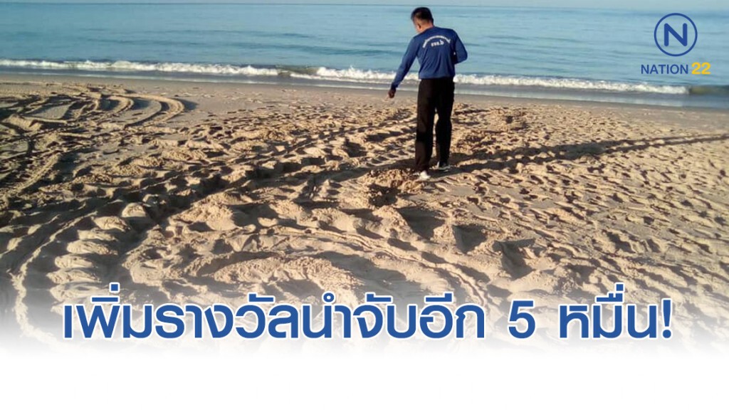 ผู้ว่าฯพังงา ประกาศ เพิ่มรางวัลนำจับคนขโมยไข่เต่ามะเฟืองอีก 5 หมื่นบาท