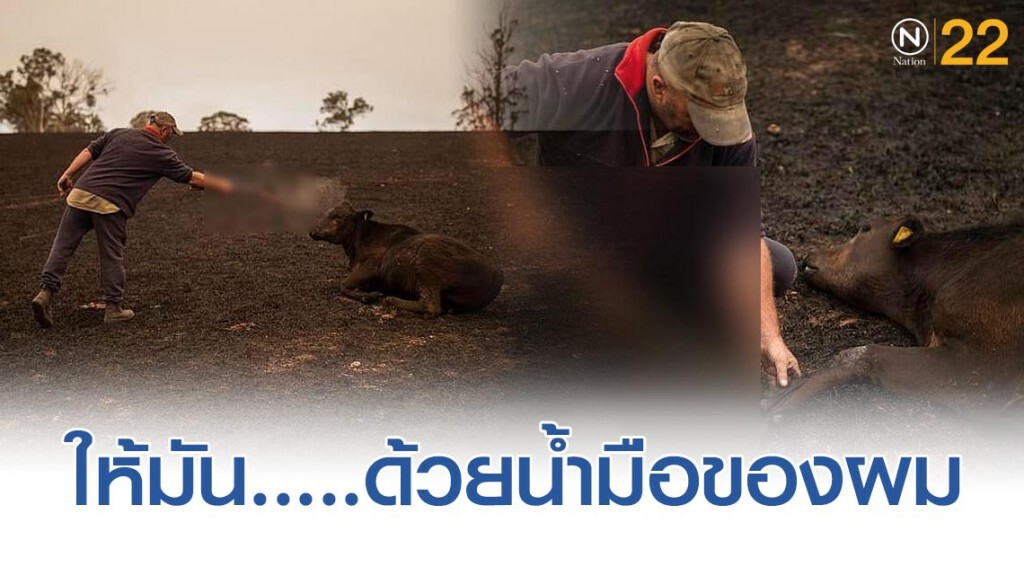 หนุ่มใหญ่ชาวออสเตรเลีย จำใจปลิดชีวิตวัว! ที่เลี้ยงมากับมือ