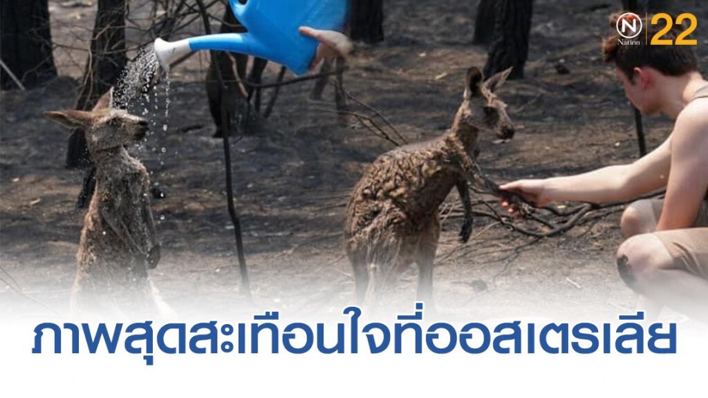 เปิดภาพ "การช่วยเหลือจิงโจ้" ที่สุดสะเทือนใจในออสเตรเลีย