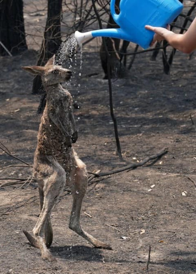 เปิดภาพ "การช่วยเหลือจิงโจ้" ที่สุดสะเทือนใจในออสเตรเลีย