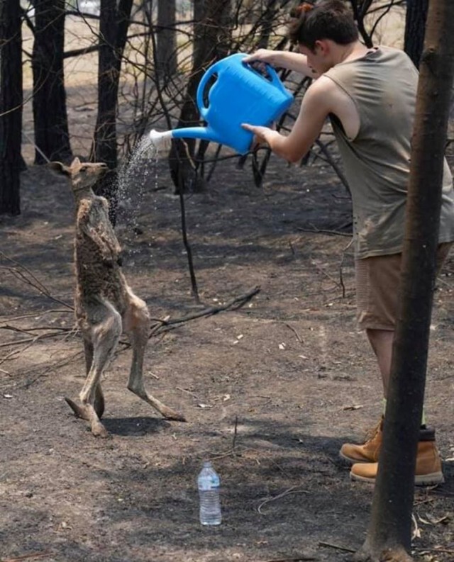 เปิดภาพ "การช่วยเหลือจิงโจ้" ที่สุดสะเทือนใจในออสเตรเลีย