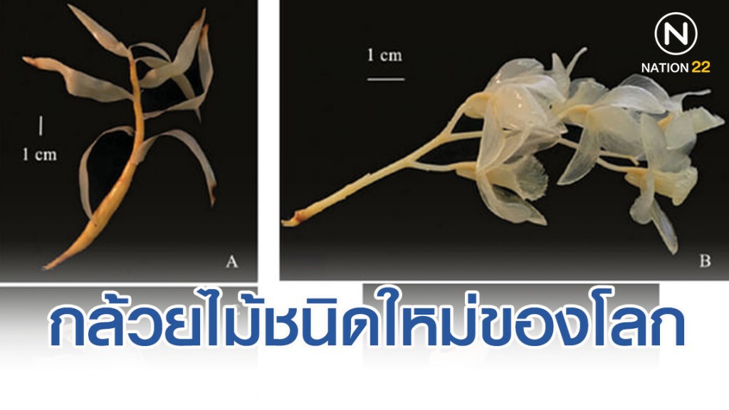 นิสิต ป.เอก เกษตร ค้นพบกล้วยไม้ชนิดใหม่ของโลก
