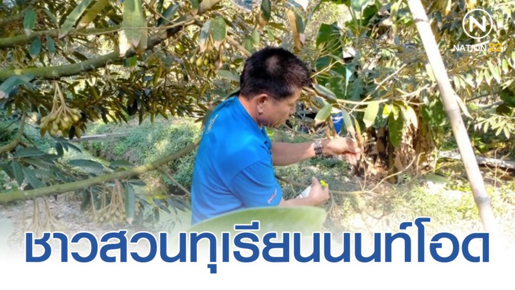 ชาวสวนทุเรียนนนท์โอด​ รัฐช่วยเหลือล่าช้า เผยน้ำเค็มรุก​ ตั้งแต่​ พ.ย.62​