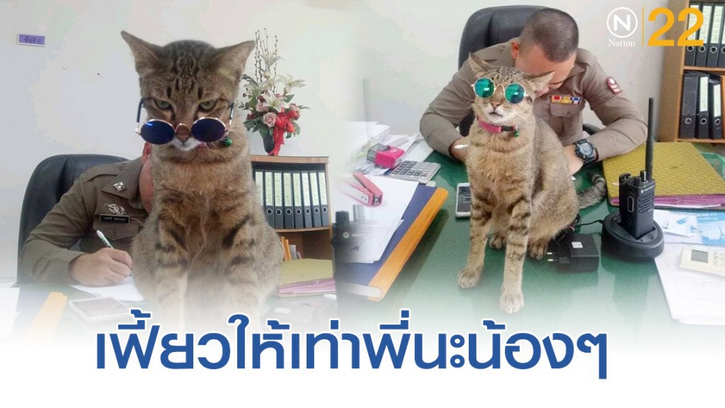 เปิดภาพความน่ารัก "หมวดเสือ" เเมวโรงพักเชียงใหม่ เปิดภาพความน่ารัก "หมวดเสือ" เเมวโรงพักเชียงใหม่