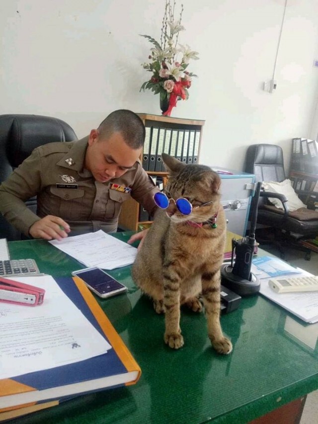เปิดภาพความน่ารัก "หมวดเสือ" เเมวโรงพักเชียงใหม่