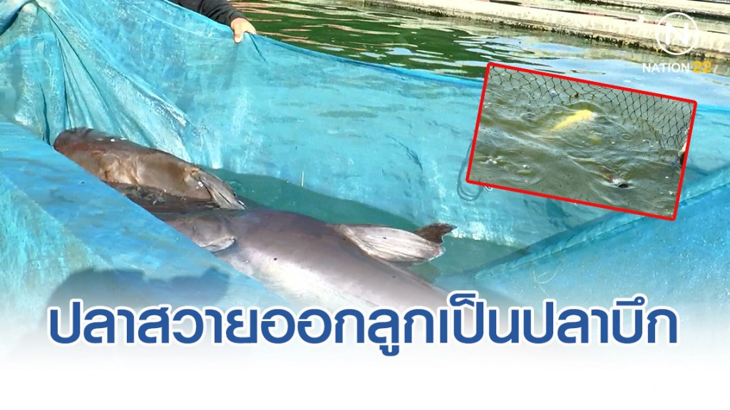 ปลาสวายออกลูกเป็นปลาบึก ครั้งแรกในประเทศไทย