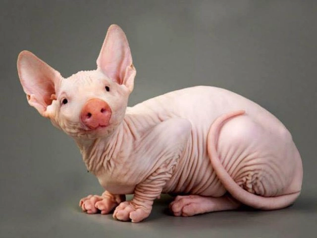 ลดน้ำหนักเร็ว (ผิว)เหี่ยวไว