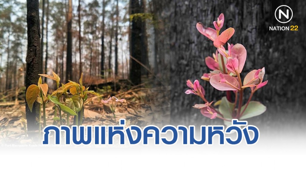 ภาพแห่งความหวังออสเตรเลีย