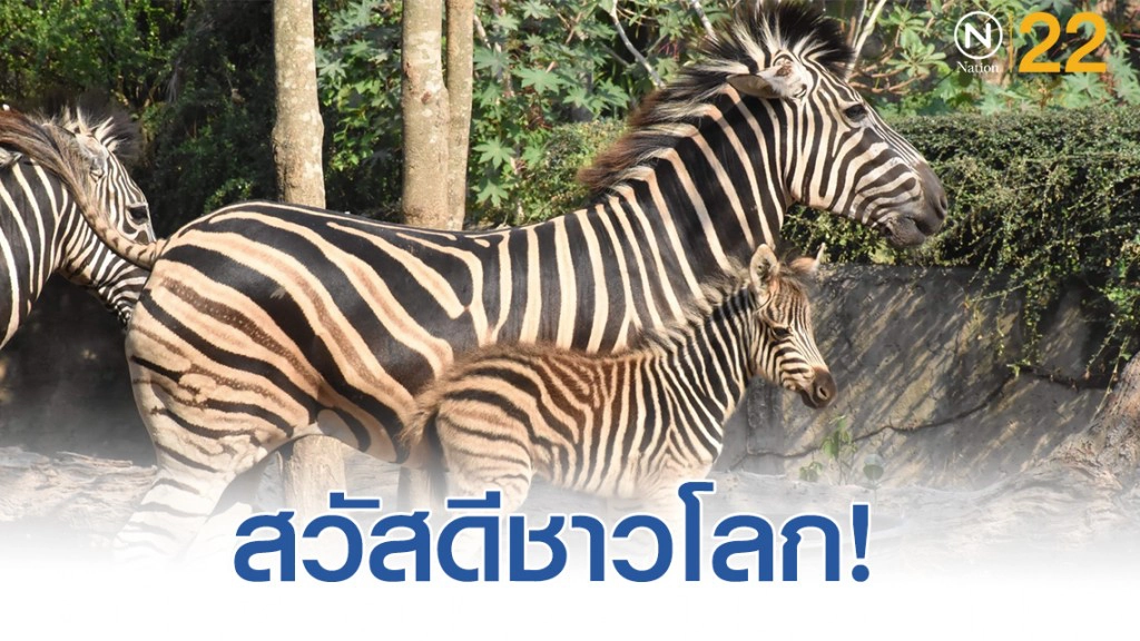 เปิดภาพ "ลูกม้าลาย" สมาชิกใหม่สวนสัตว์เปิดเขาเขียว