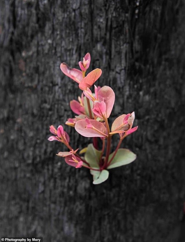 ภาพแห่งความหวังออสเตรเลีย