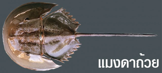 กรมประมงเตือนกิน "ไข่แมงดา" ระวังเจอไข่แมงดาถ้วย !! พิษแรงถึงชีวิต