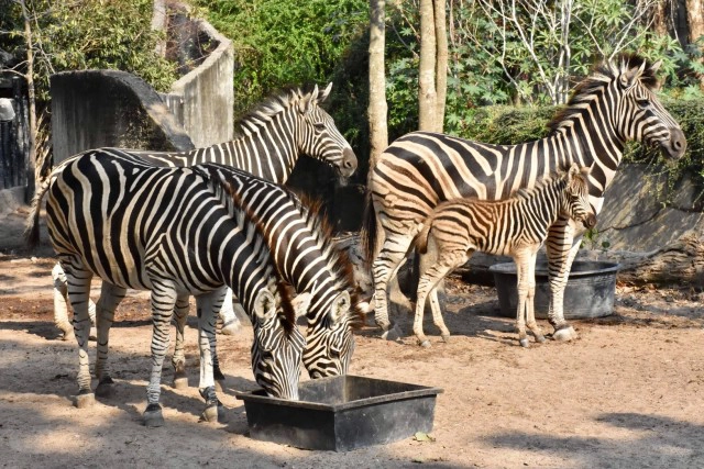 เปิดภาพ "ลูกม้าลาย" สมาชิกใหม่สวนสัตว์เปิดเขาเขียว
