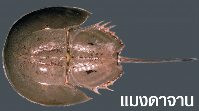 กรมประมงเตือนกิน "ไข่แมงดา" ระวังเจอไข่แมงดาถ้วย !! พิษแรงถึงชีวิต