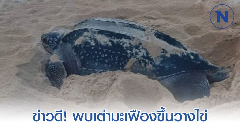 ข่าวดี! จนท.อุทยานแห่งชาติสิรินาถ พบเต่ามะเฟืองขึ้นวางไข่หาดในทอน ข่าวดี! จนท.อุทยานแห่งชาติสิรินาถ พบเต่ามะเฟืองขึ้นวางไข่หาดในทอน