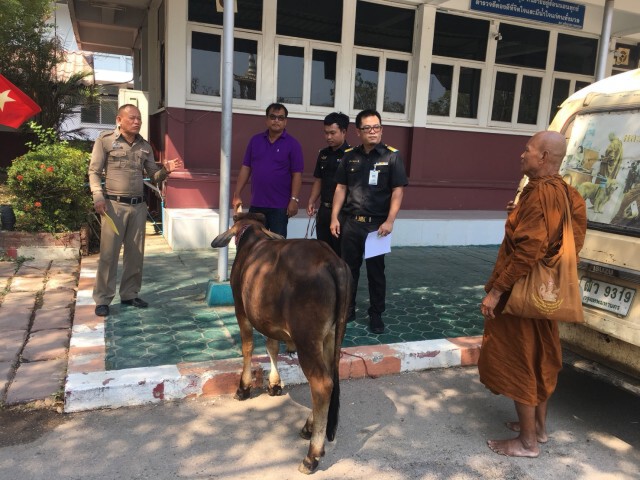 จับสึกพระข้อหาทารุณกรรมสัตว์ พาสุนัขและลูกโค เรี่ยไรเงินในหลายจว.