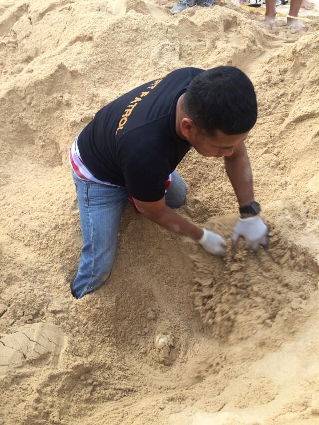 ข่าวดี! จนท.อุทยานแห่งชาติสิรินาถ​ พบเต่ามะเฟืองขึ้นวางไข่หาดในทอน​