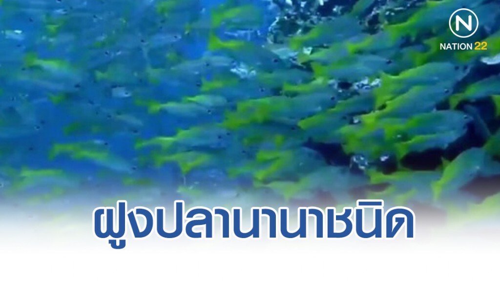 ตื่นตา ฝูงปลานานาชนิด แหวกว่ายอวดโฉมทะเลเกาะลันตา