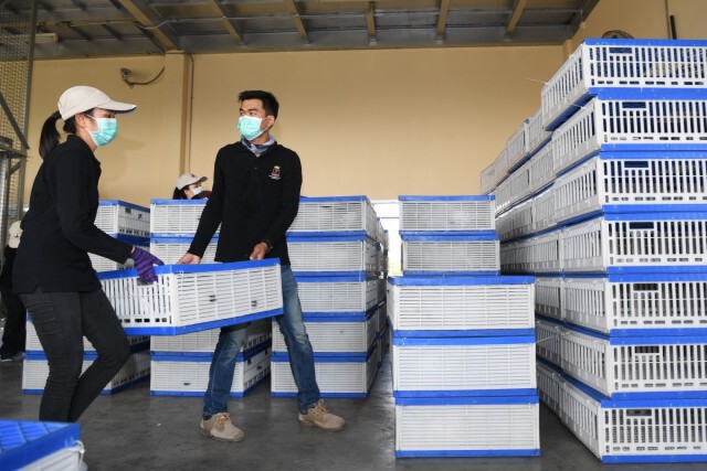 นกพิราบ1,900 ตัวจากพัทยาไปอุบลฯ-เปิดศึกนกพิราบแข่งนานาชาติ